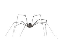 247 Spider Control Hobart image 1